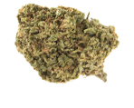 Blue Dream Canabissamen