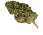 Critical Hanfsamen