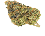 Gelato Hanfsamen