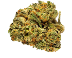 Mimosa Canabissamen