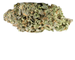 Northern Lights Marihuanasamen