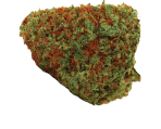 Orange Bud Hanfsamen