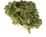 White Russian Canabissamen