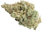 White Widow Hanfsamen